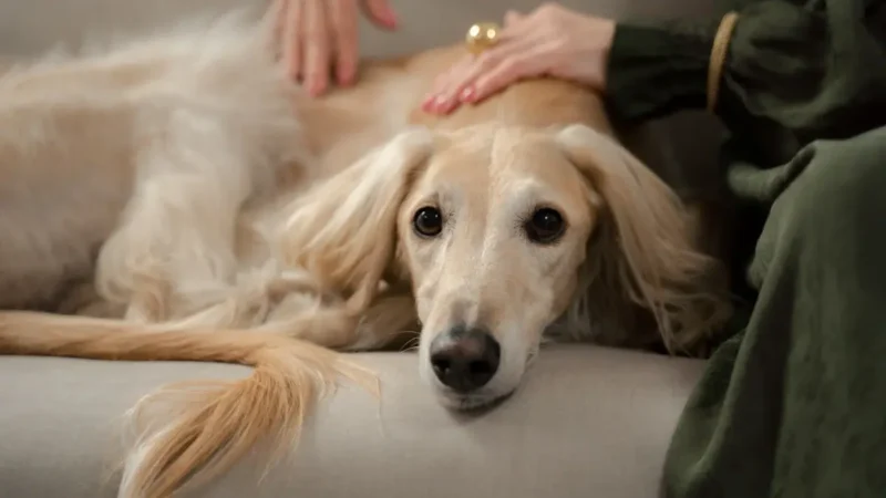 Vítima de violência doméstica consegue custódia do pet no divórcio, em Inhumas