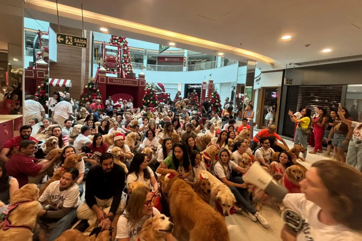 125 golden retrievers se encontram com Papai Noel em Goiânia