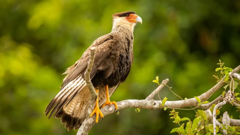 Ave do Cerrado muda de cor de acordo com o estado emocional; saiba qual