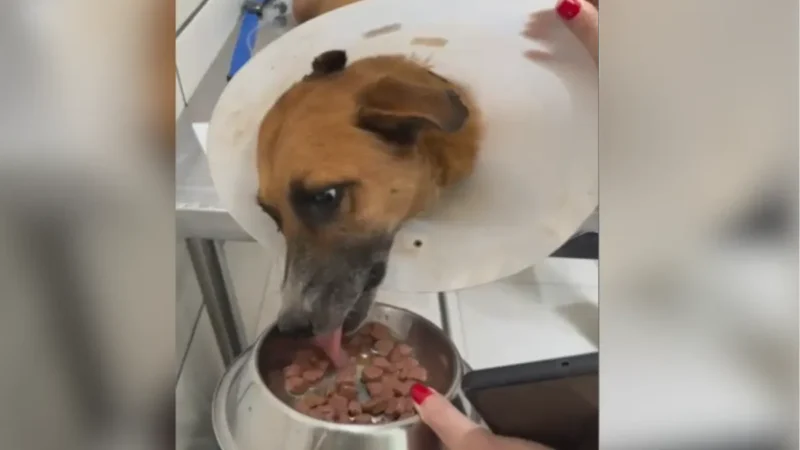 Bartô: cão resgatado no lixão de Goiânia é adestrado pela PM e estará em feira de adoção