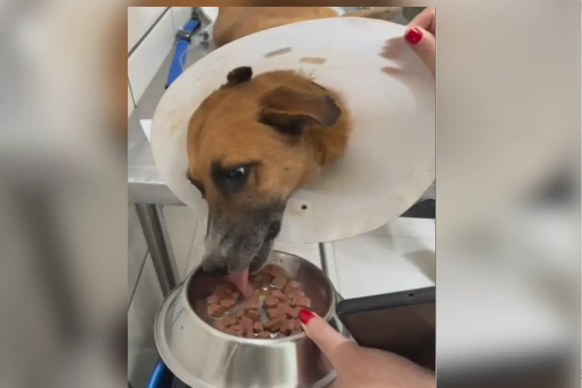 Bartô: cão resgatado no lixão de Goiânia é adestrado pela PM e estará em feira de adoção