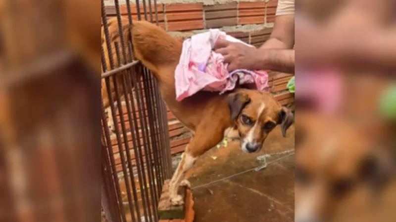Bombeiros resgatam cachorro preso em grades de portão em Jataí; veja vídeo