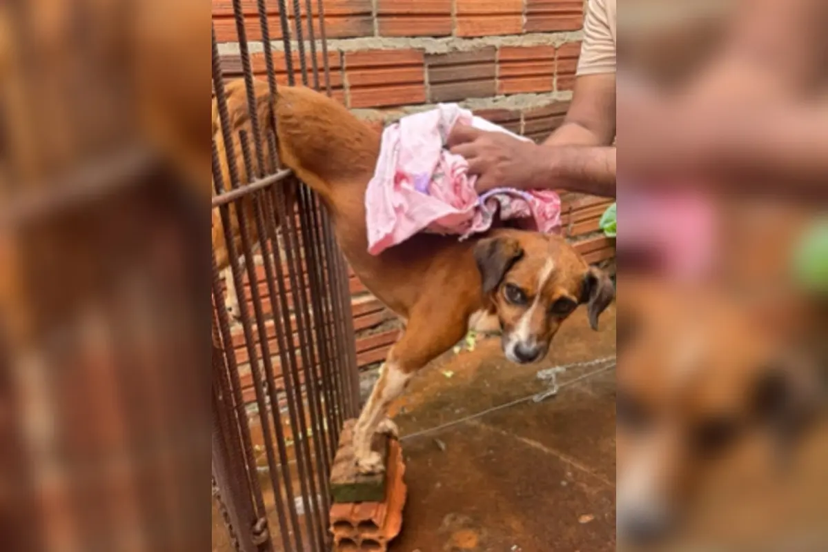 Bombeiros resgatam cachorro preso em grades de portão em Jataí; veja vídeo