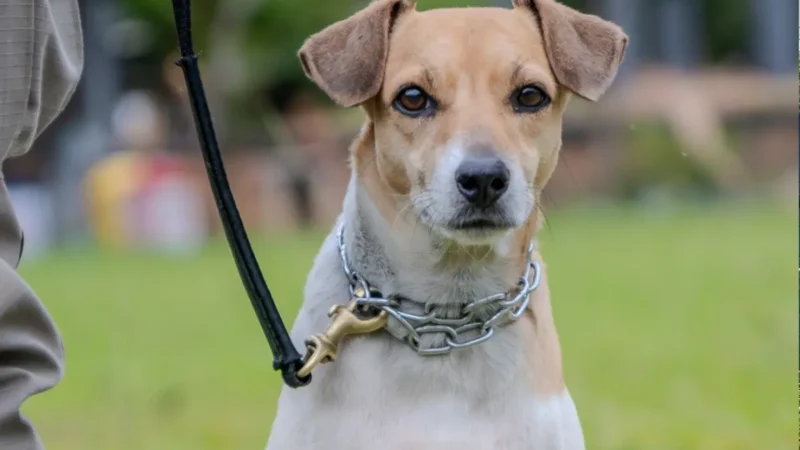 Conheça os cães adestrados pela PM disponíveis para adoção neste sábado (13), em Goiânia