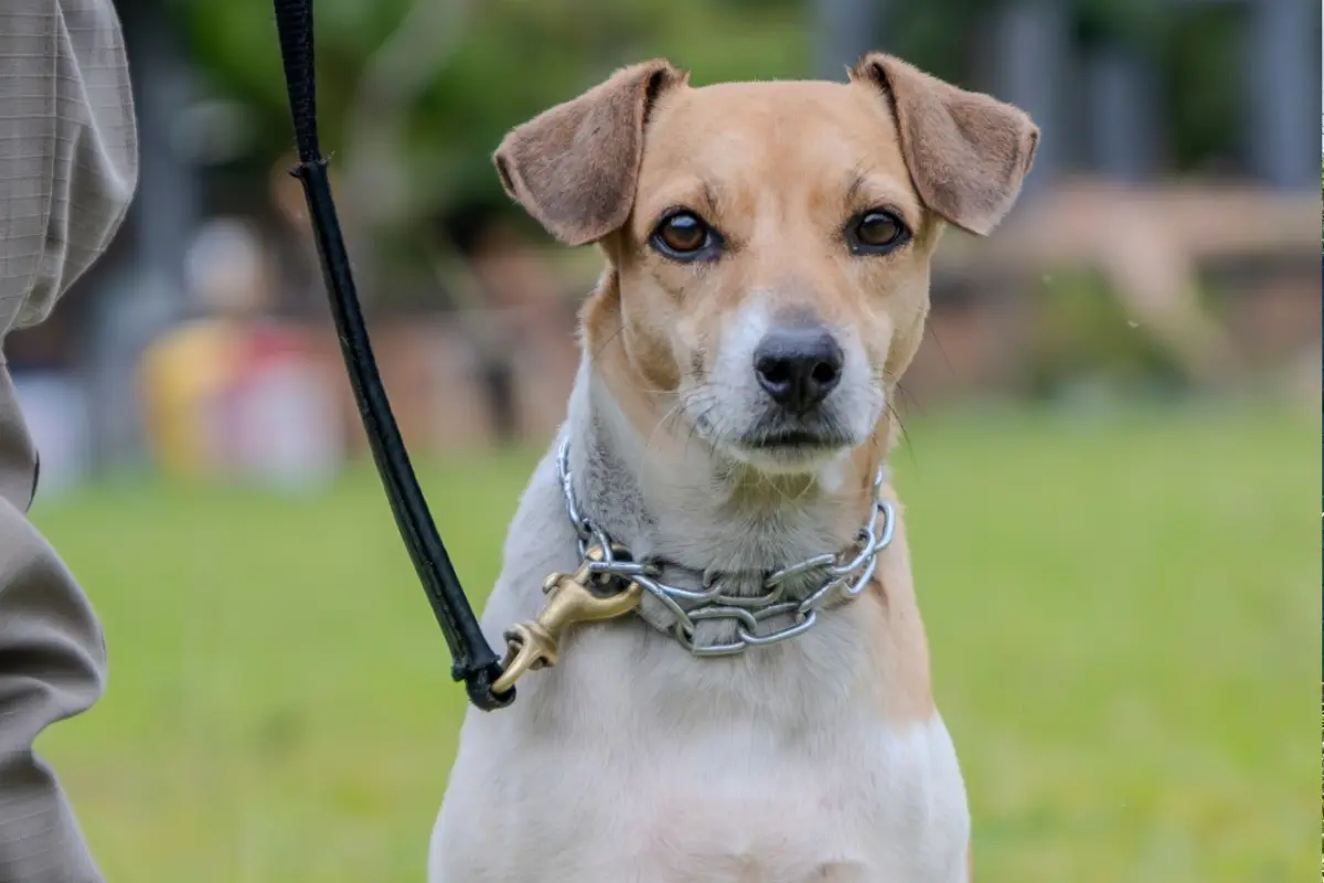 Conheça os cães adestrados pela PM disponíveis para adoção neste sábado (13), em Goiânia