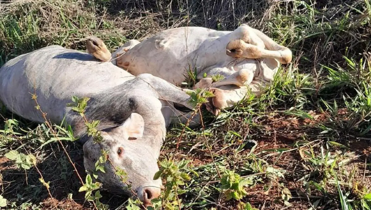 Dez vacas morrem após serem atropeladas por trem em Palmeiras de Goiás