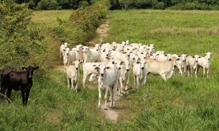 Emater lança programa de recuperação de pastagem