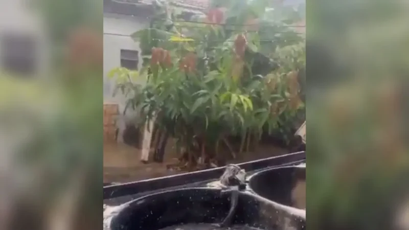 Idosa avalia estrago em horta após tempestade em Goiânia e encanta com simpatia: ‘Tadinha das bichinhas’