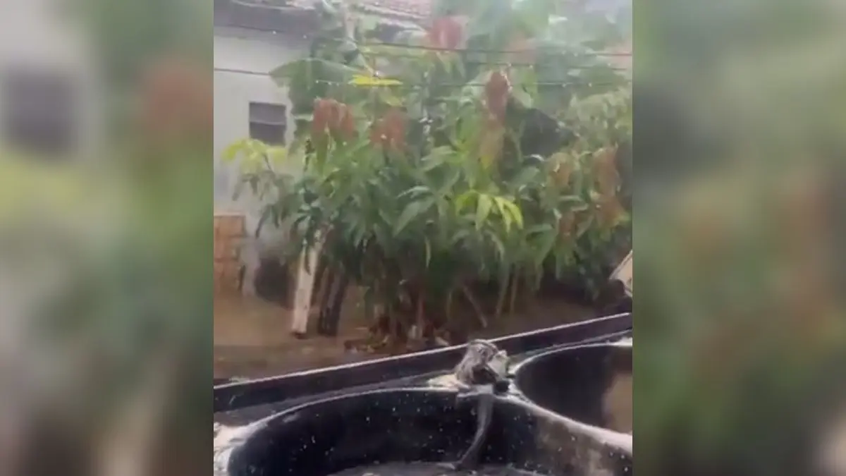 Idosa avalia estrago em horta após tempestade em Goiânia e encanta com simpatia: ‘Tadinha das bichinhas’