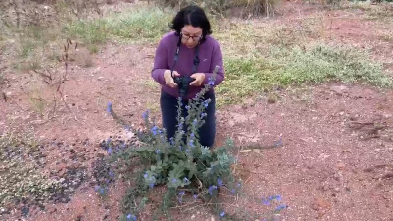 Pesquisas da UEG impulsionam preservação do Cerrado em Goiás
