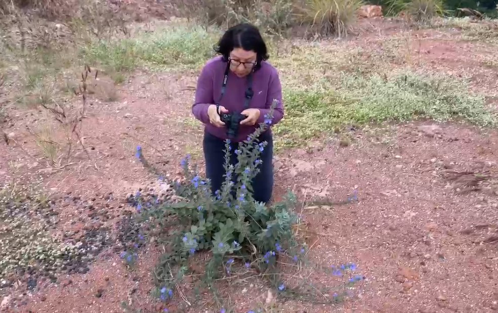 Pesquisas da UEG impulsionam preservação do Cerrado em Goiás