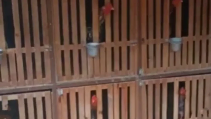 Polícia encontra indícios de rinha de galos durante ocorrência de incêndio em Morrinhos