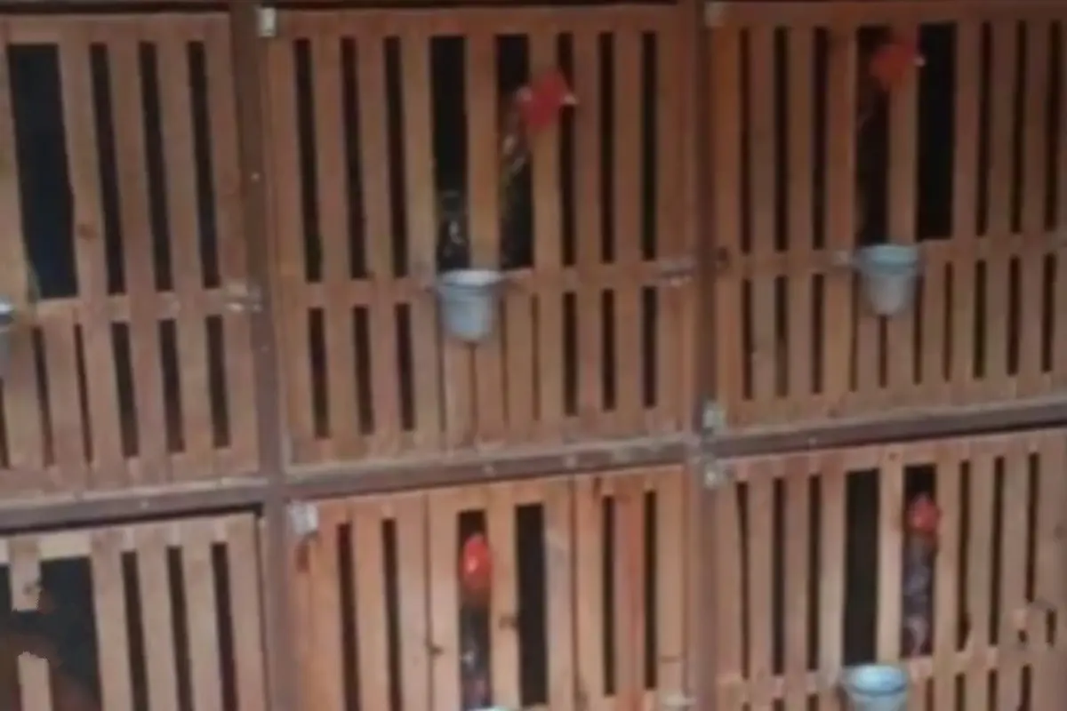 Polícia encontra indícios de rinha de galos durante ocorrência de incêndio em Morrinhos