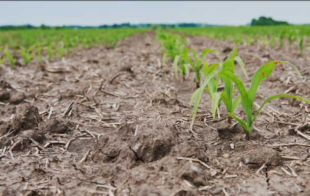 Prefeitura decreta calamidade devido à falta de chuvas