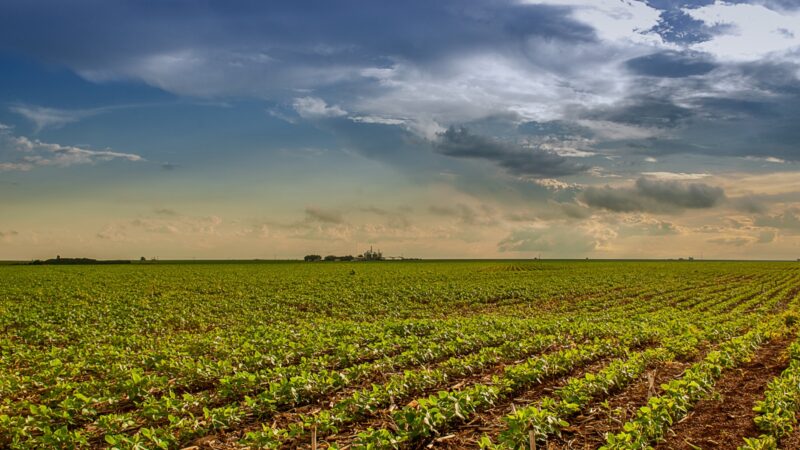 Safra 2025/2026: prazo da semeadura da soja termina dia 2