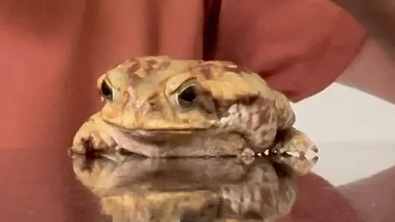 Sapo é resgatado após ter patas amputadas e boca colada