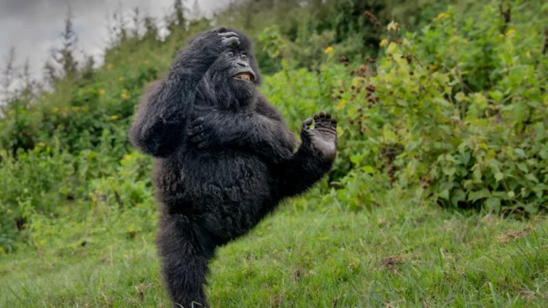 As fotografias mais engraçadas do mundo animal em 2025; confira imagens