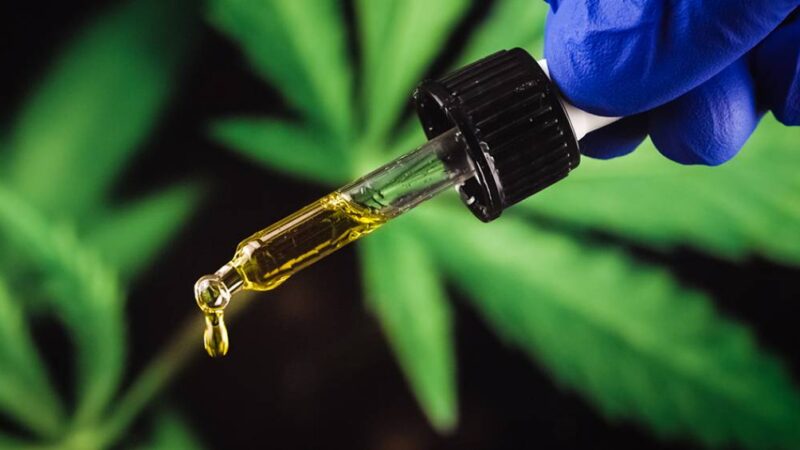 Anvisa anuncia novas regras para a cannabis medicinal