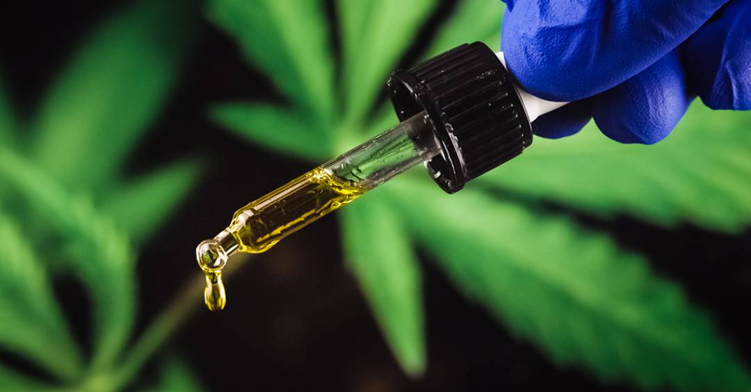 Anvisa anuncia novas regras para a cannabis medicinal