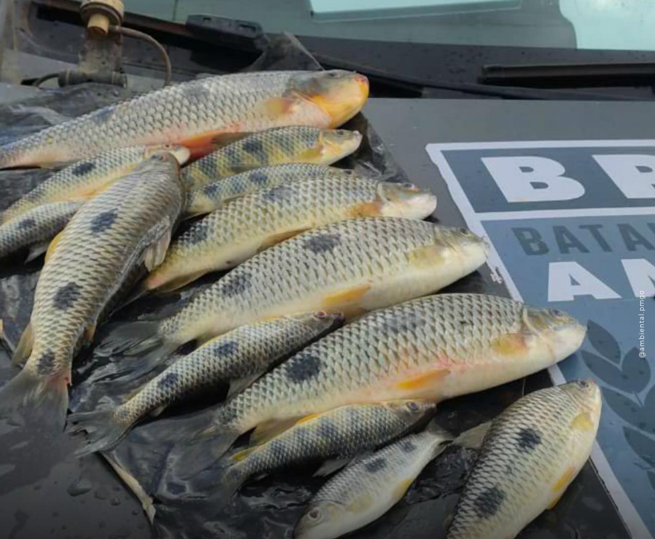 Batalhão Ambiental reforça fiscalização na piracema em Goiás