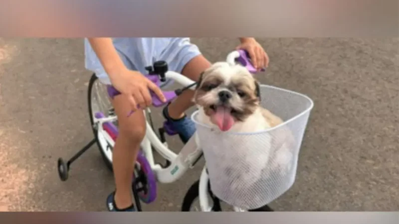 Cadela desaparecida em Anápolis é flagrada à venda por R$ 1,5 mil em sinaleiro