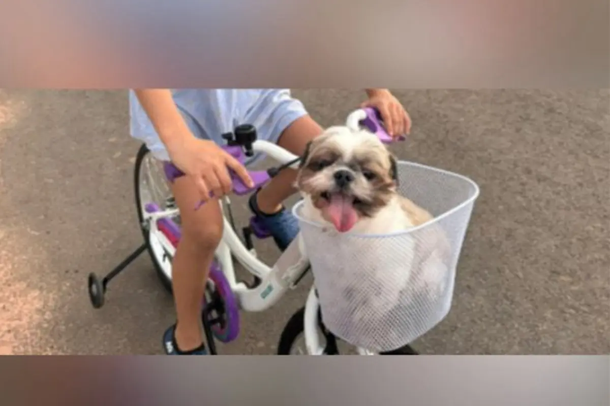 Cadela desaparecida em Anápolis é flagrada à venda por R$ 1,5 mil em sinaleiro