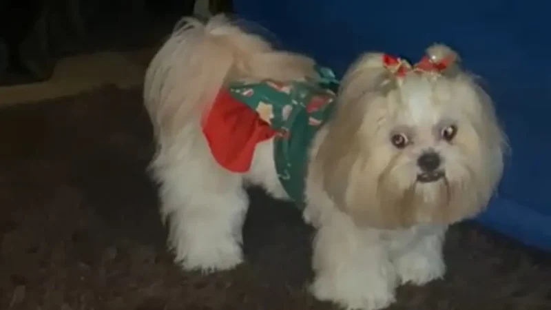 Cadela morre de calor após ser enviada para serviço de banho e tosa em Goiânia, diz família