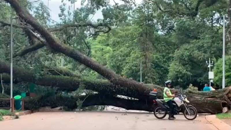 Três pessoas ficam feridas após árvore cair no Parque Ibirapuera, em SP