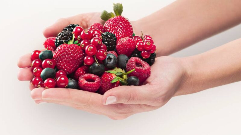 Chamado do bosque | VEJA