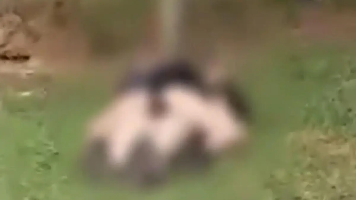 Guardas flagra momento íntimo de casal em município goiano no Entorno do DF