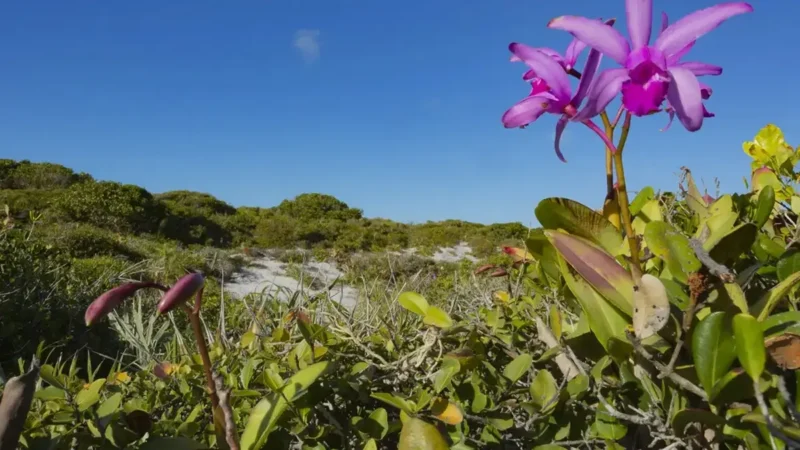 Inpe confirma redução de desmatamento na maioria dos biomas em 2024