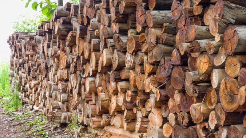 Plano estadual fortalece silvicultura em Goiás