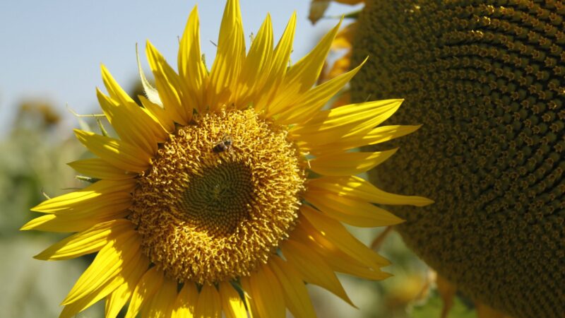 Produção agropecuária de 2025 consolida Goiás como liderança nacional