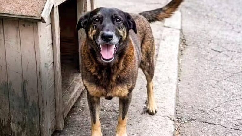 Caso Orelha: Ministério Público aponta ‘inconsistências’ e ‘lacunas’ em relatórios da polícia