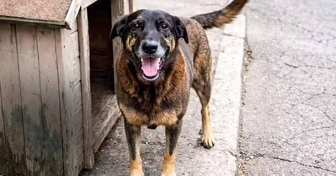 Caso Orelha: Ministério Público aponta ‘inconsistências’ e ‘lacunas’ em relatórios da polícia