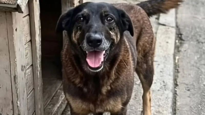 A verdade deve vir à tona, diz advogado de jovens suspeitos na morte do cão Orelha