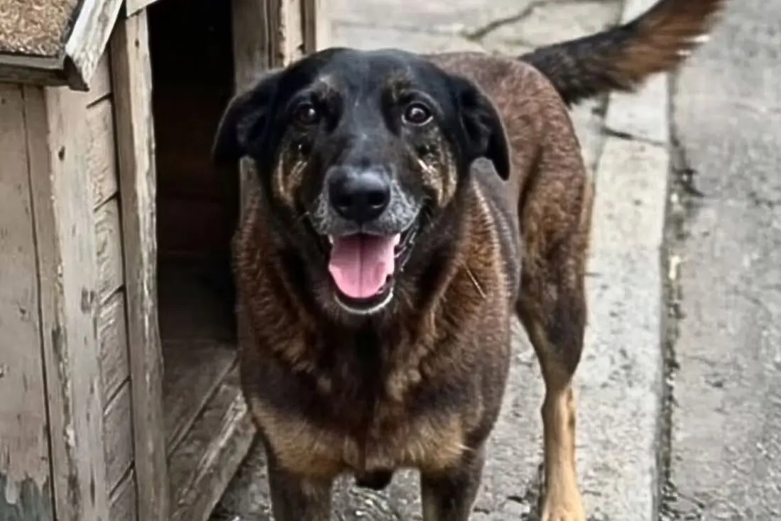 A verdade deve vir à tona, diz advogado de jovens suspeitos na morte do cão Orelha