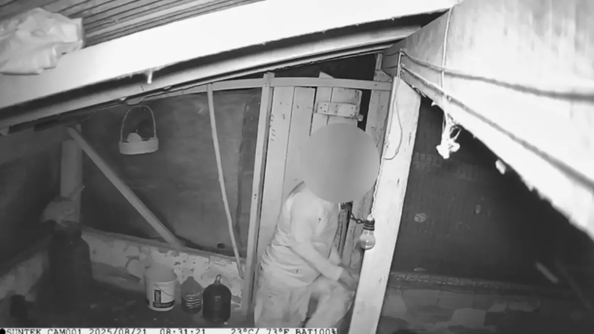 Ajudante de pedreiro é preso por furtar galinhas em granja de Itaberaí: ‘não precisava’