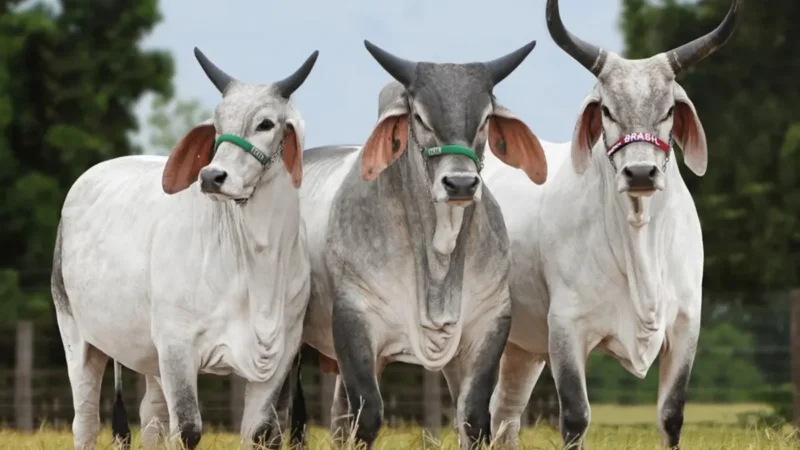 Brasil produziu 11 milhões de toneladas de carne bovina em 2025