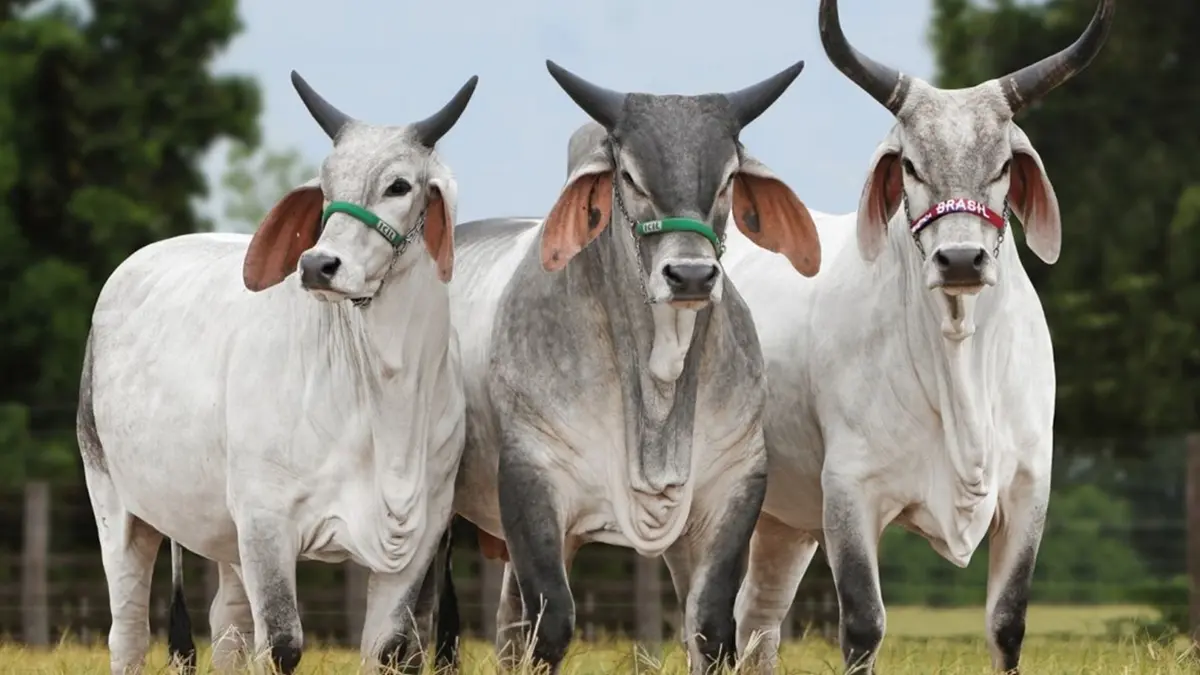 Brasil produziu 11 milhões de toneladas de carne bovina em 2025
