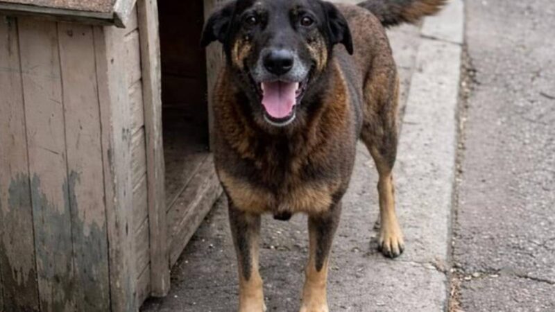 Polícia conclui investigação e diz quem matou cão Orelha em Santa Catarina