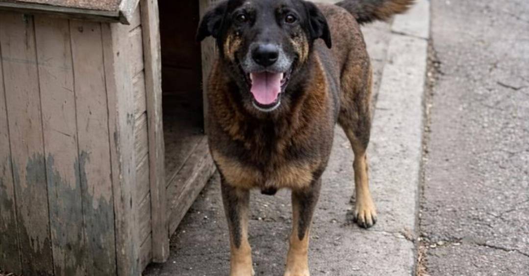 Polícia conclui investigação e diz quem matou cão Orelha em Santa Catarina