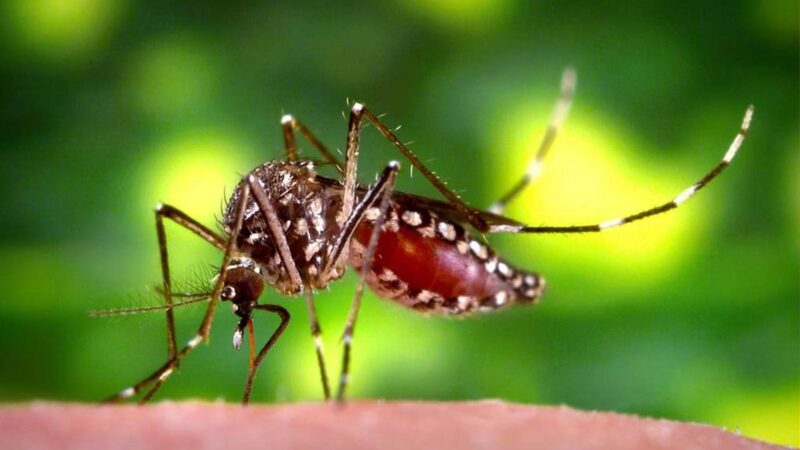Caldas Novas decreta calamidade após concentrar 83% dos casos de chikungunya em Goiás