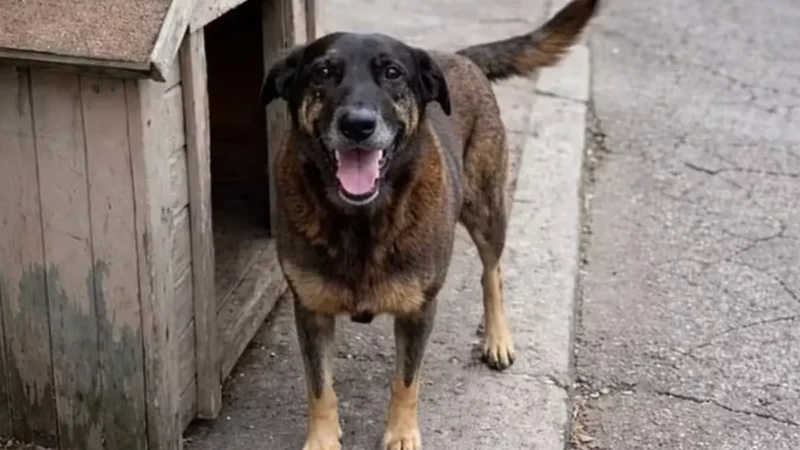 Cão Orelha: conduta de delegado-geral está sob investigação