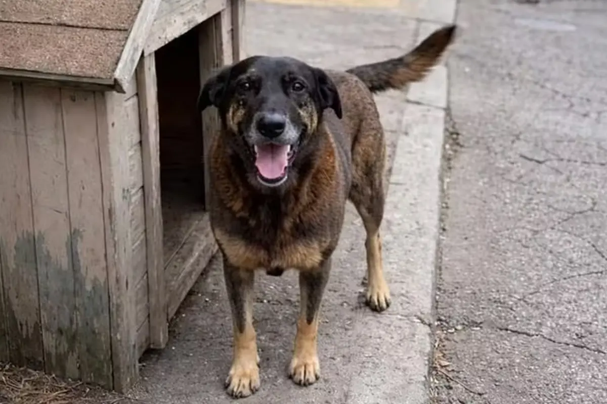 Cão Orelha: conduta de delegado-geral está sob investigação
