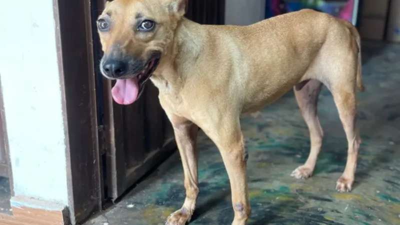 Caramelo inspira adoção; 40 animais esperam um lar neste sábado