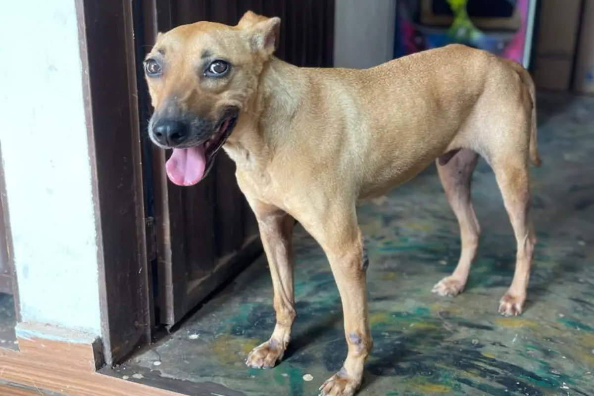 Caramelo inspira adoção; 40 animais esperam um lar neste sábado