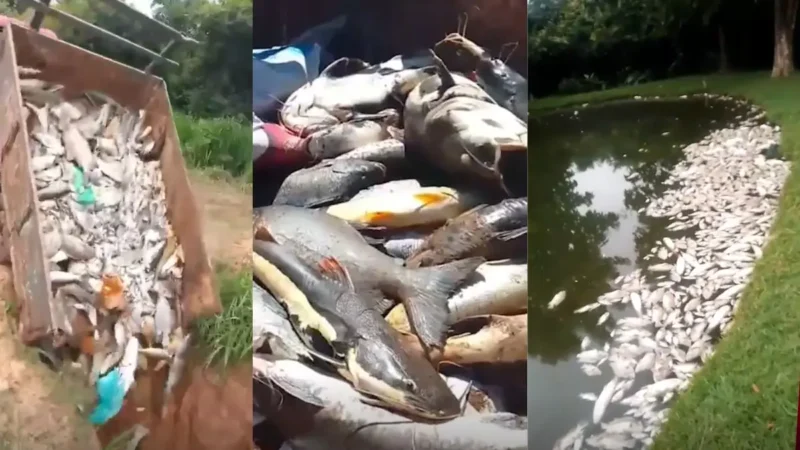Cinco toneladas de peixes morrem após suspeita de contaminação em fazenda de Padre Bernardo