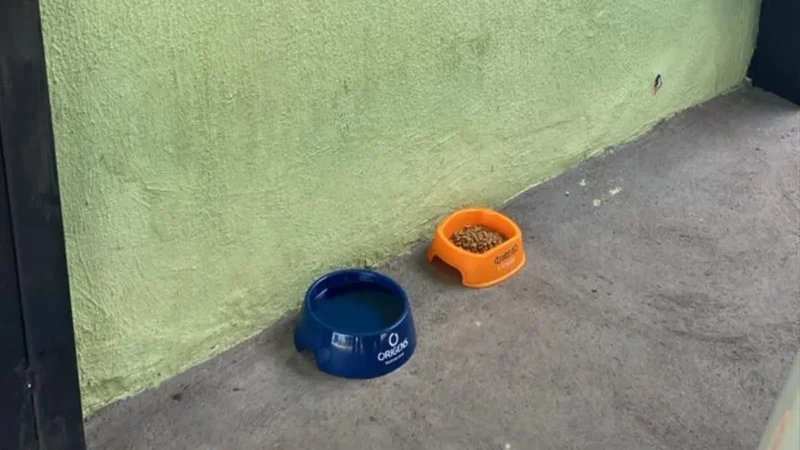 Comerciantes denunciam furto de potes de água e ração para animais de rua em Goiânia