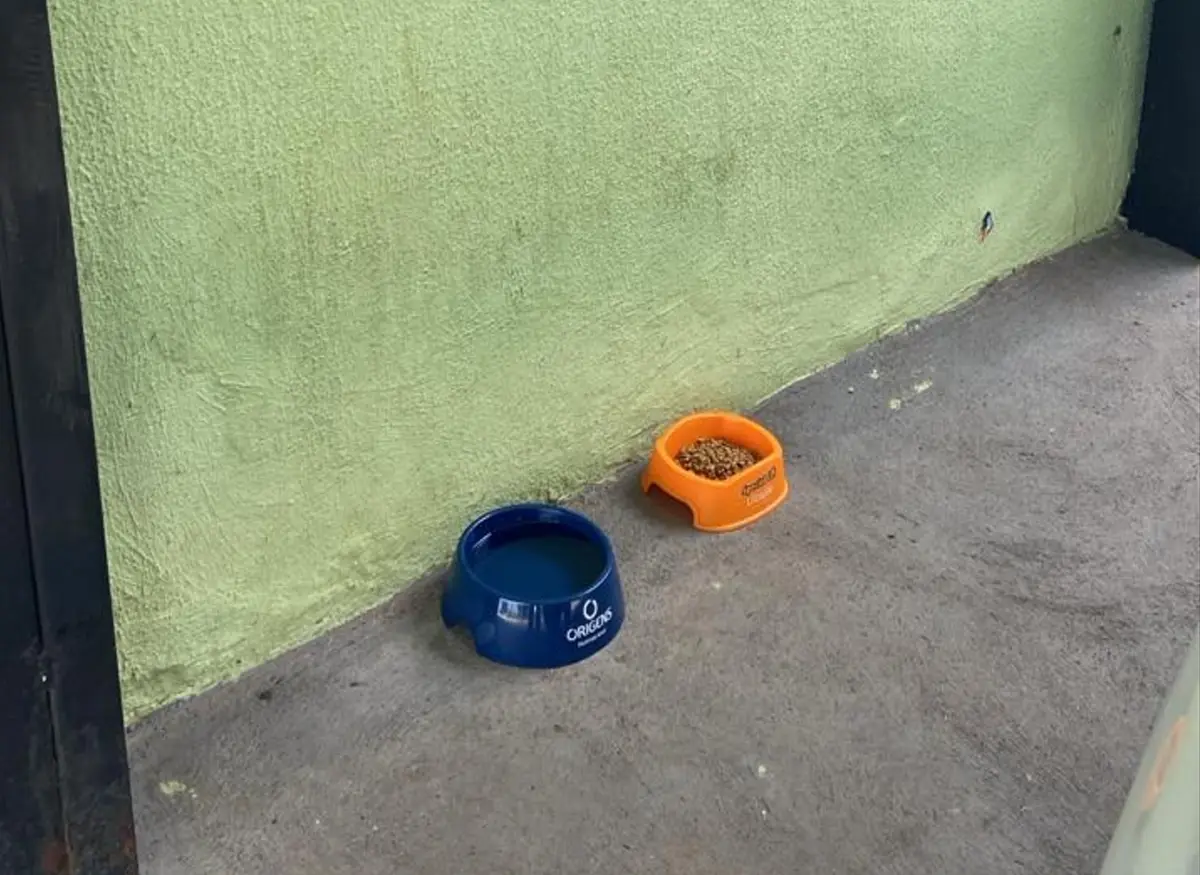 Comerciantes denunciam furto de potes de água e ração para animais de rua em Goiânia